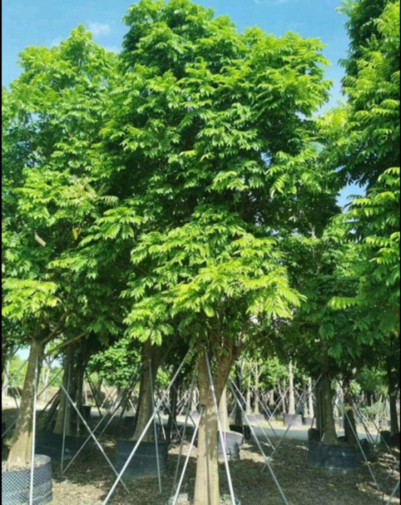 仁面子苗