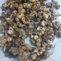 甜黄精鸡头甜黄精姜形黄精菱形黄精都有欢迎下单