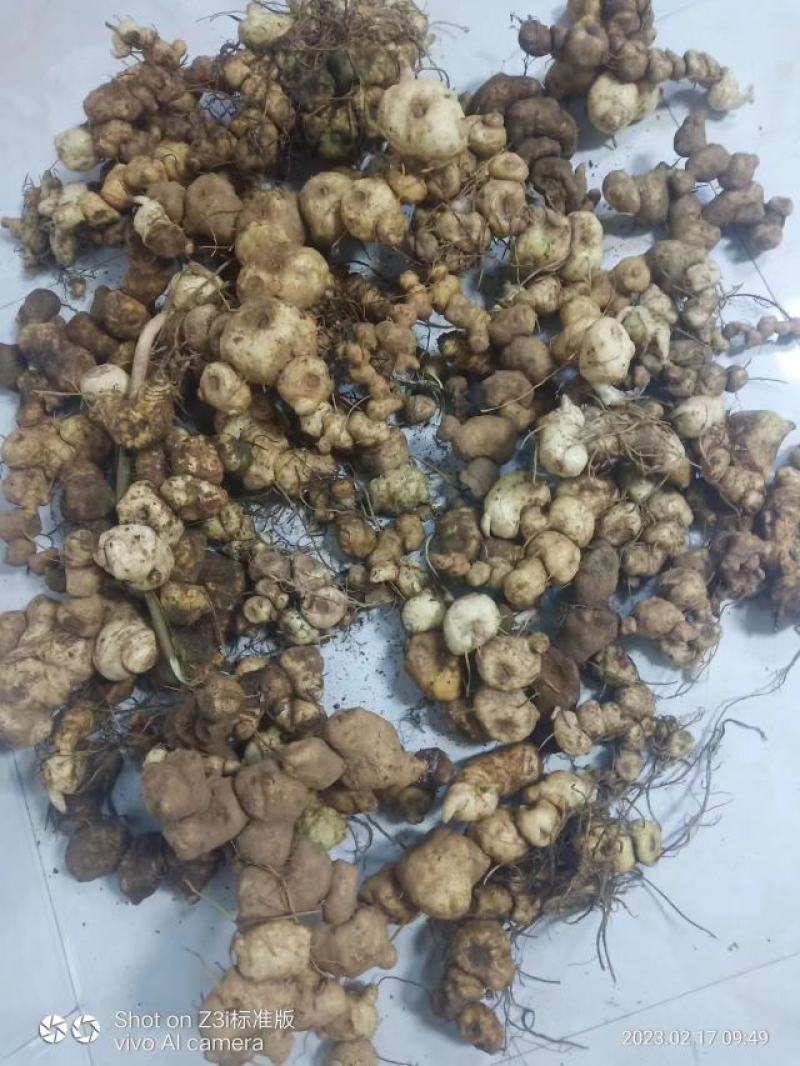 甜黄精鸡头甜黄精姜形黄精菱形黄精都有欢迎下单
