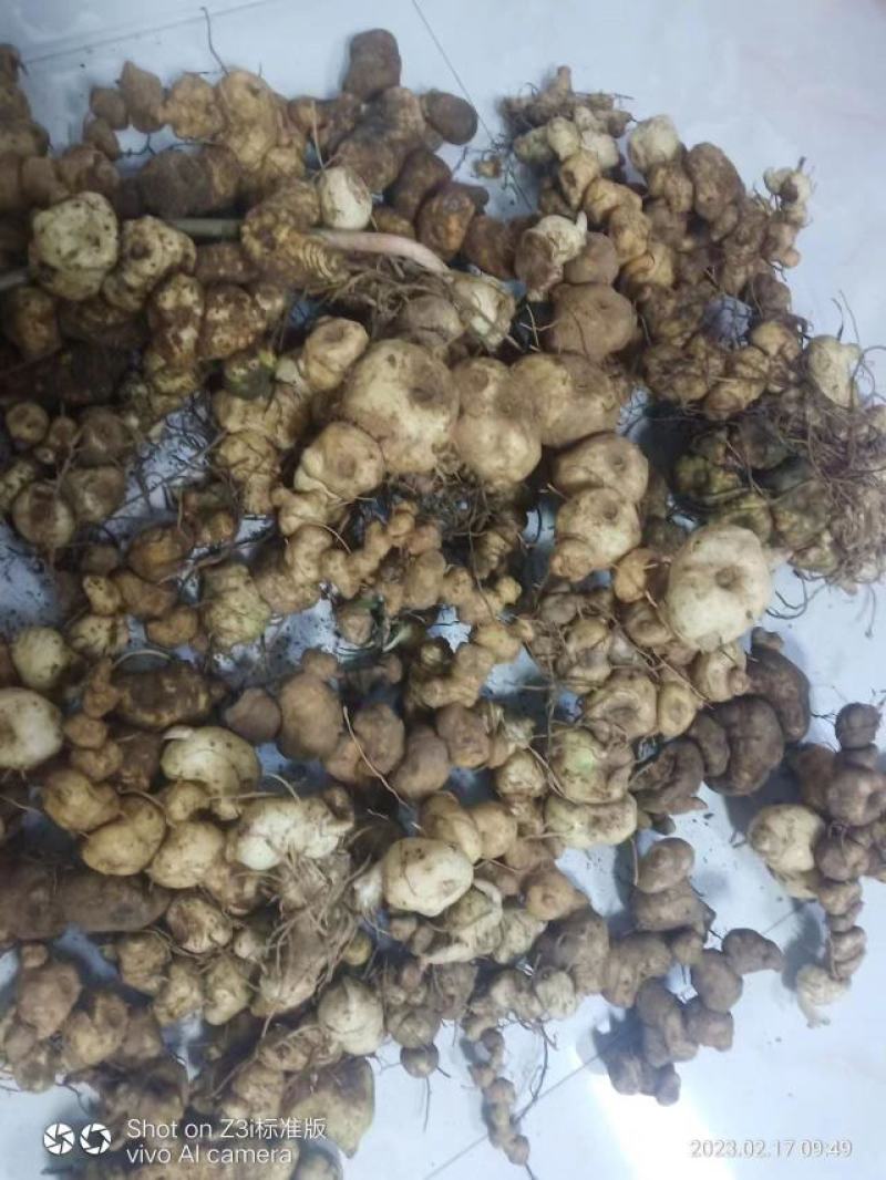 甜黄精鸡头甜黄精姜形黄精菱形黄精都有欢迎下单