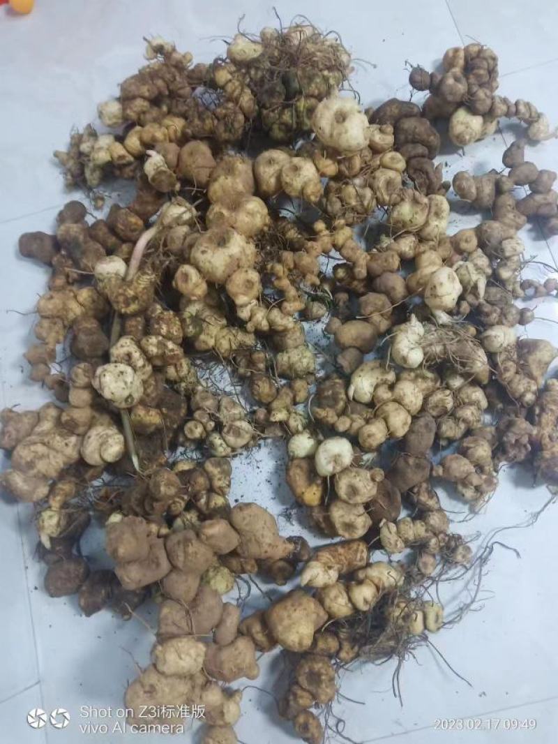 甜黄精鸡头甜黄精姜形黄精菱形黄精都有欢迎下单