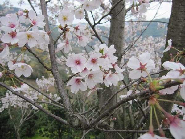 美早樱桃花朵特写