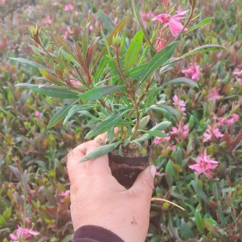 精品千鸟花大量上市，基地批发，诚信经营，欢迎各位老板选购