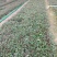 精品千鸟花大量上市，基地批发，诚信经营，欢迎各位老板选购