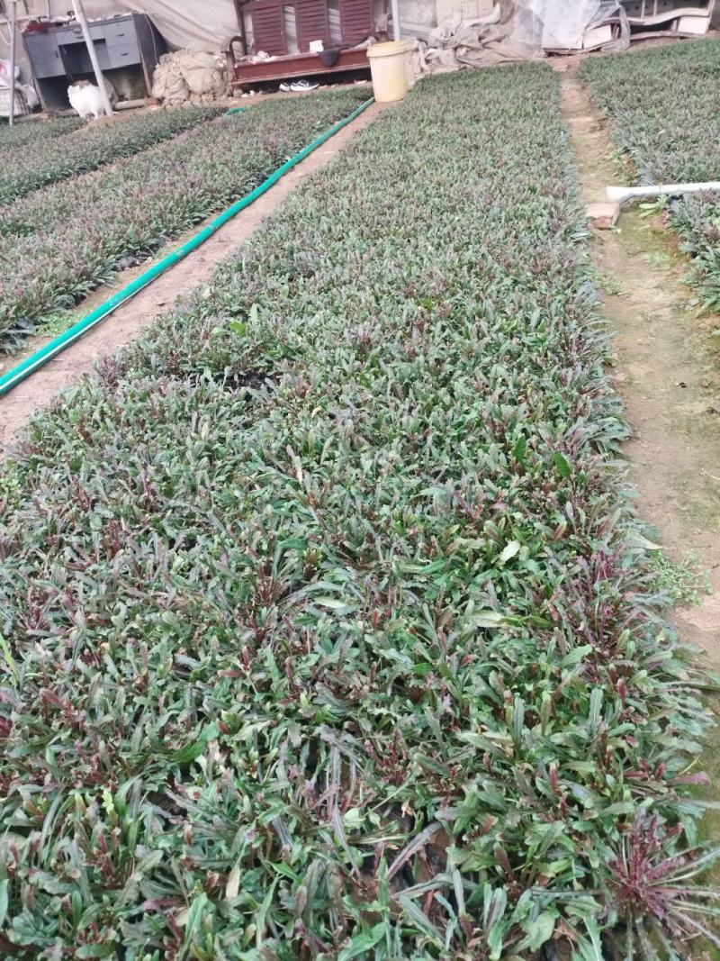 精品千鸟花大量上市，基地批发，诚信经营，欢迎各位老板选购