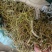 化石草深山老林化石草猫须草肾精草云南化石草大货批发