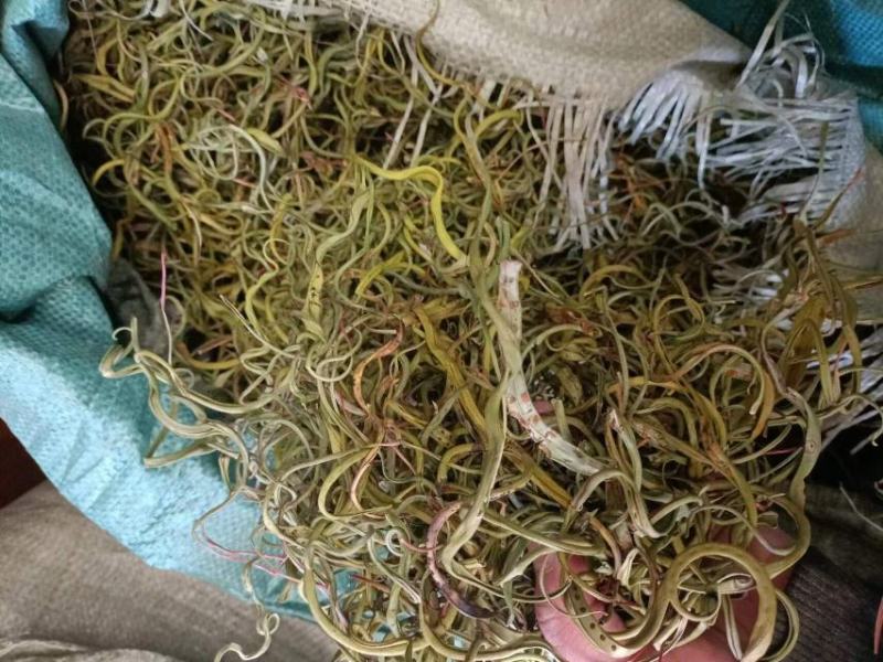 化石草深山老林化石草猫须草肾精草云南化石草大货批发