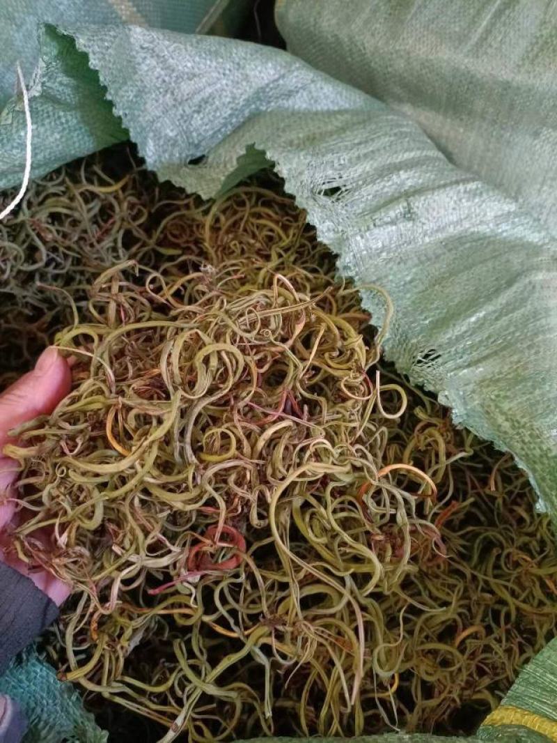 化石草深山老林化石草猫须草肾精草云南化石草大货批发