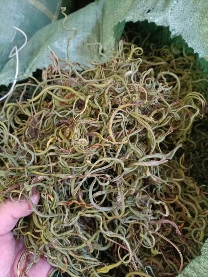 化石草深山老林化石草猫须草肾精草云南化石草大货批发