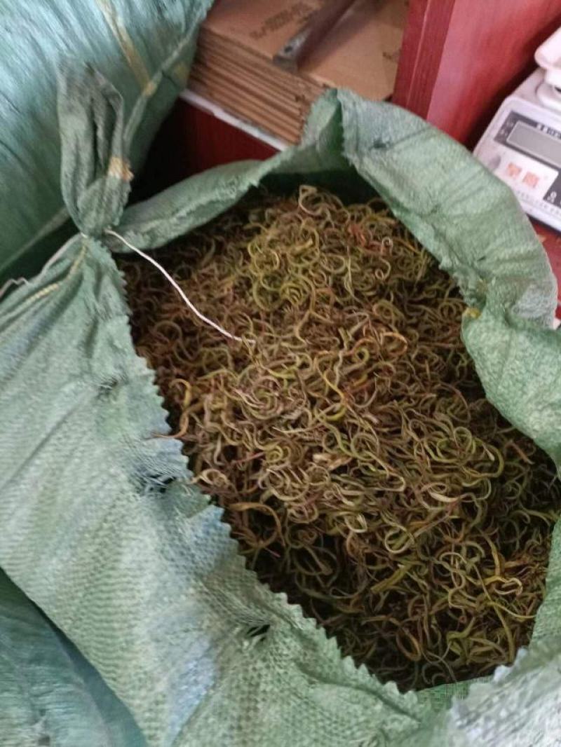 化石草深山老林化石草猫须草肾精草云南化石草大货批发