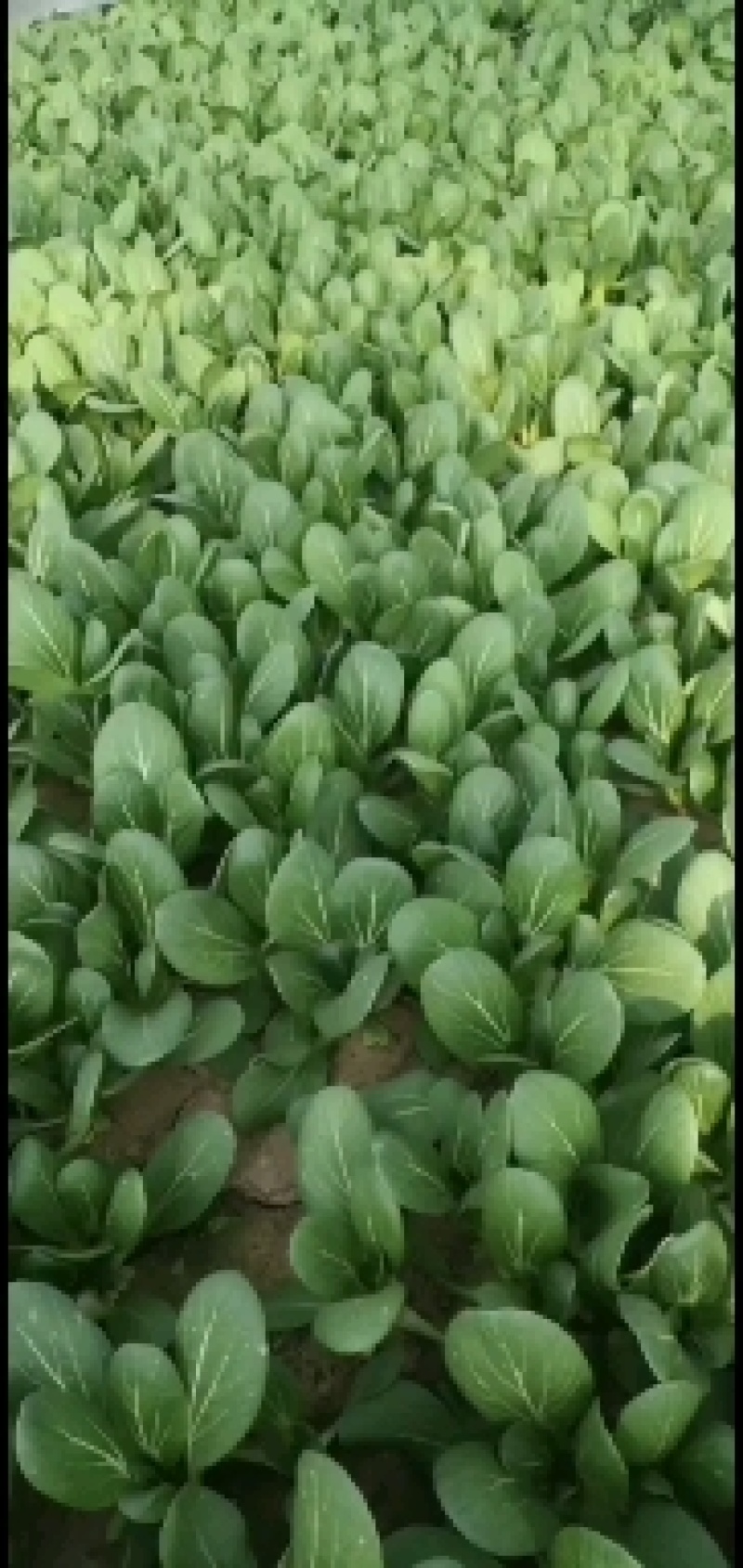 山东曹县上海青大量供应