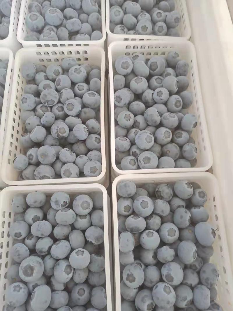 青岛蓝莓2024上市了口感香甜硬度嘎嘎脆蓝莓渠道合作