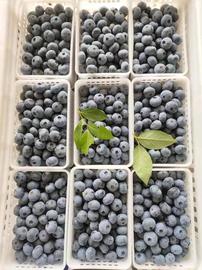 青岛蓝莓2024上市了口感香甜硬度嘎嘎脆蓝莓渠道合作