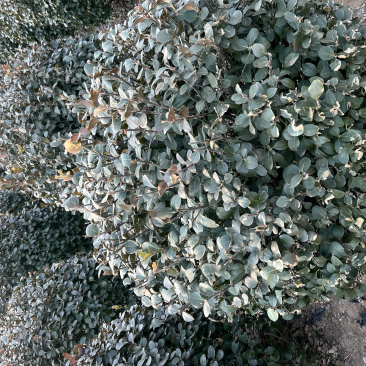 大量出售:卫矛球