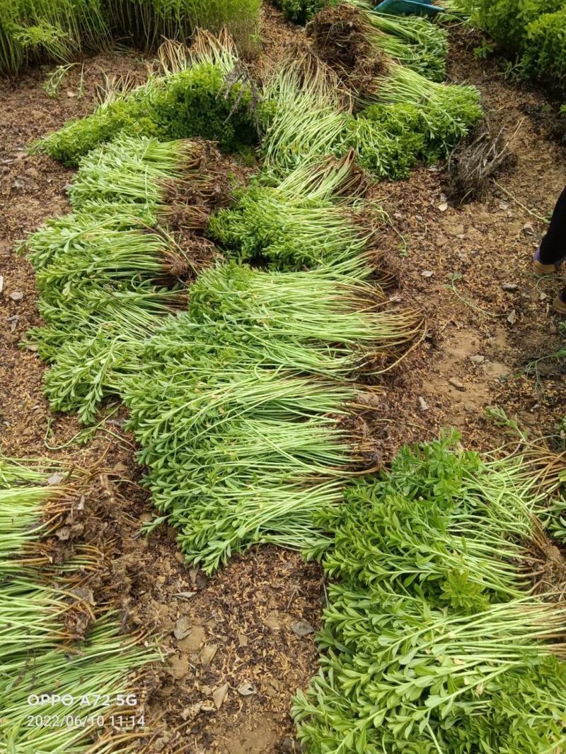 河北定州三七景天高钙菜费菜养心菜现挖现卖绿化苗木
