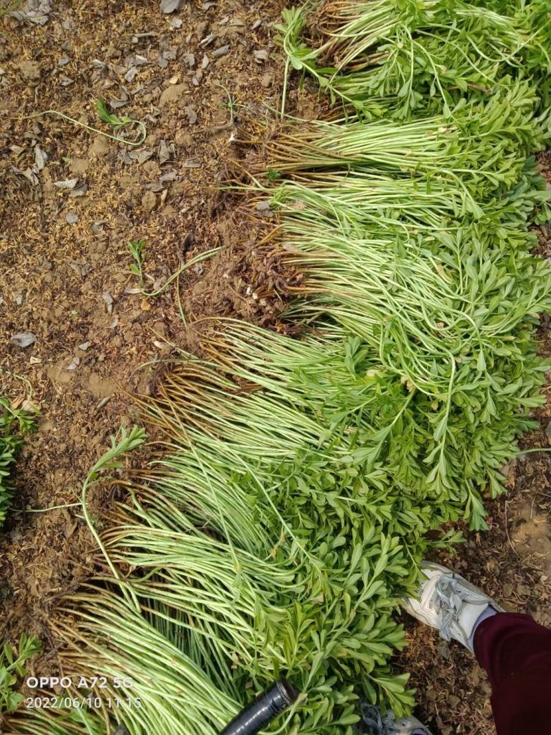 河北定州三七景天高钙菜费菜养心菜现挖现卖绿化苗木