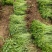 河北定州三七景天高钙菜费菜养心菜现挖现卖绿化苗木