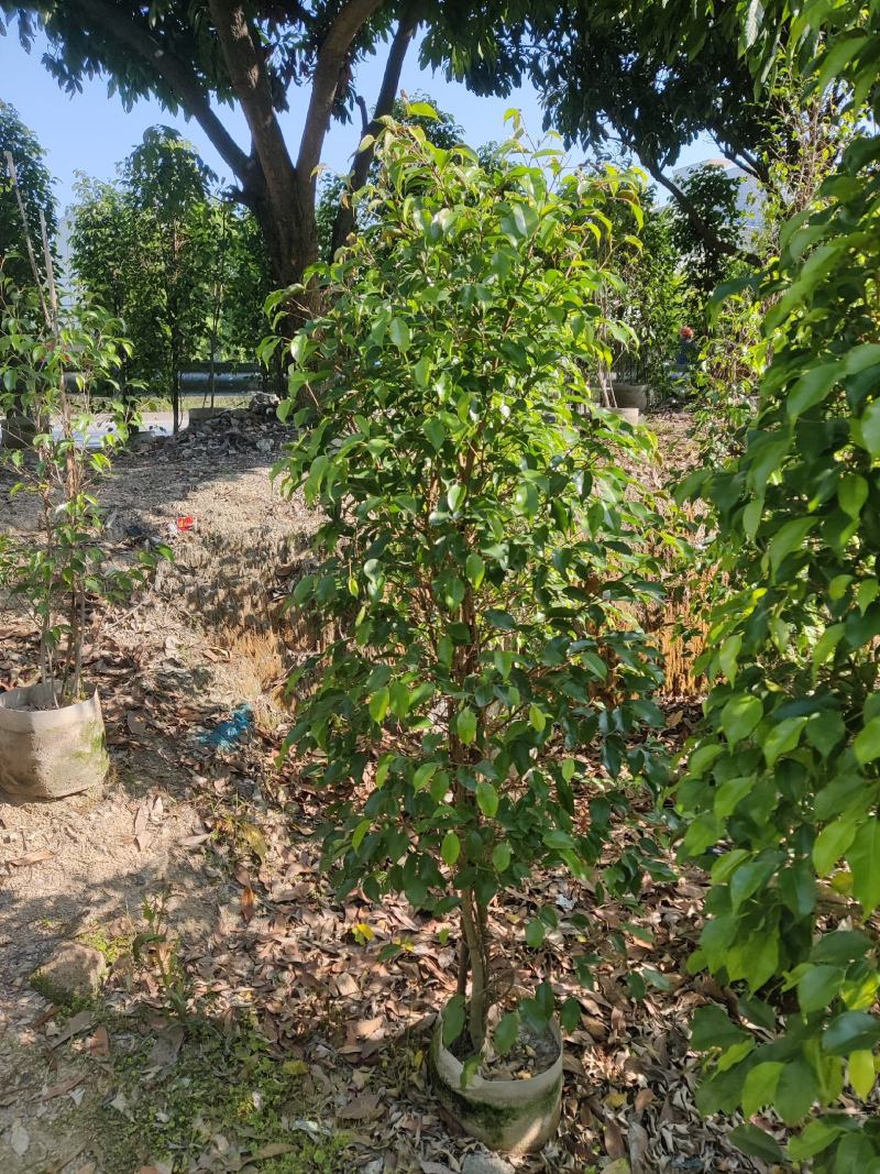 垂叶榕（柱形状）山水宝地的不二之选绿化苗木