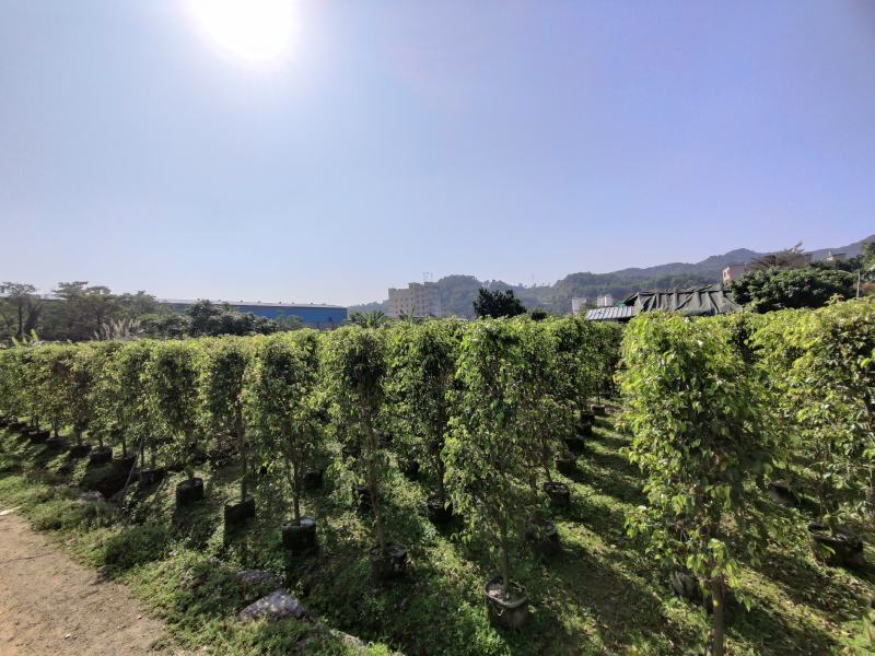 垂叶榕（柱形状）山水宝地的不二之选绿化苗木