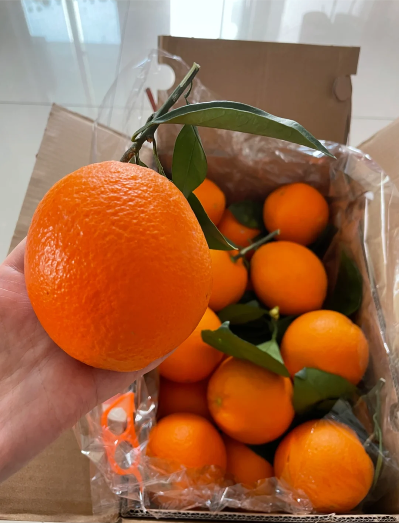 【精品伦晚脐橙鲜果采摘质量上乘产地直供视频选果欢迎考察