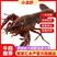 江苏兴化小龙虾，产地直发，肉质饱满，对接各大商超市场餐饮