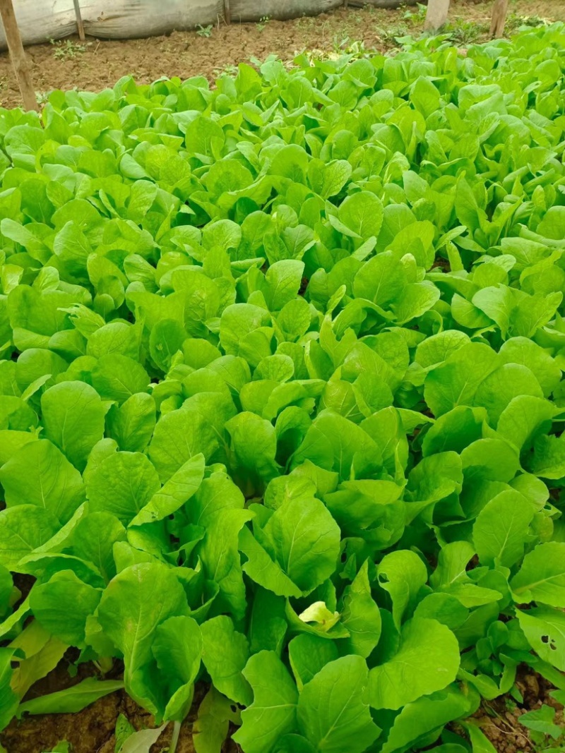 【推荐】曹县精品快菜奶白菜杭白菜批发商超电商视频看货