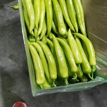 产地蔬菜批发