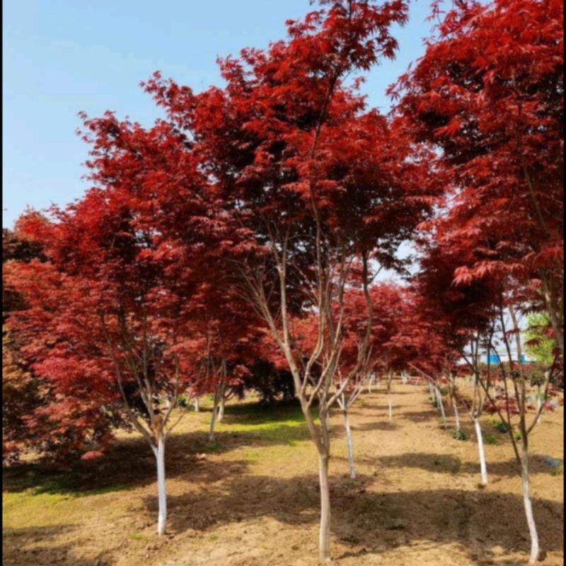 日本红枫