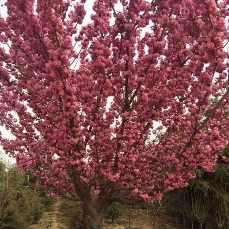 日本樱花
