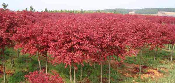 日本红枫植株形态