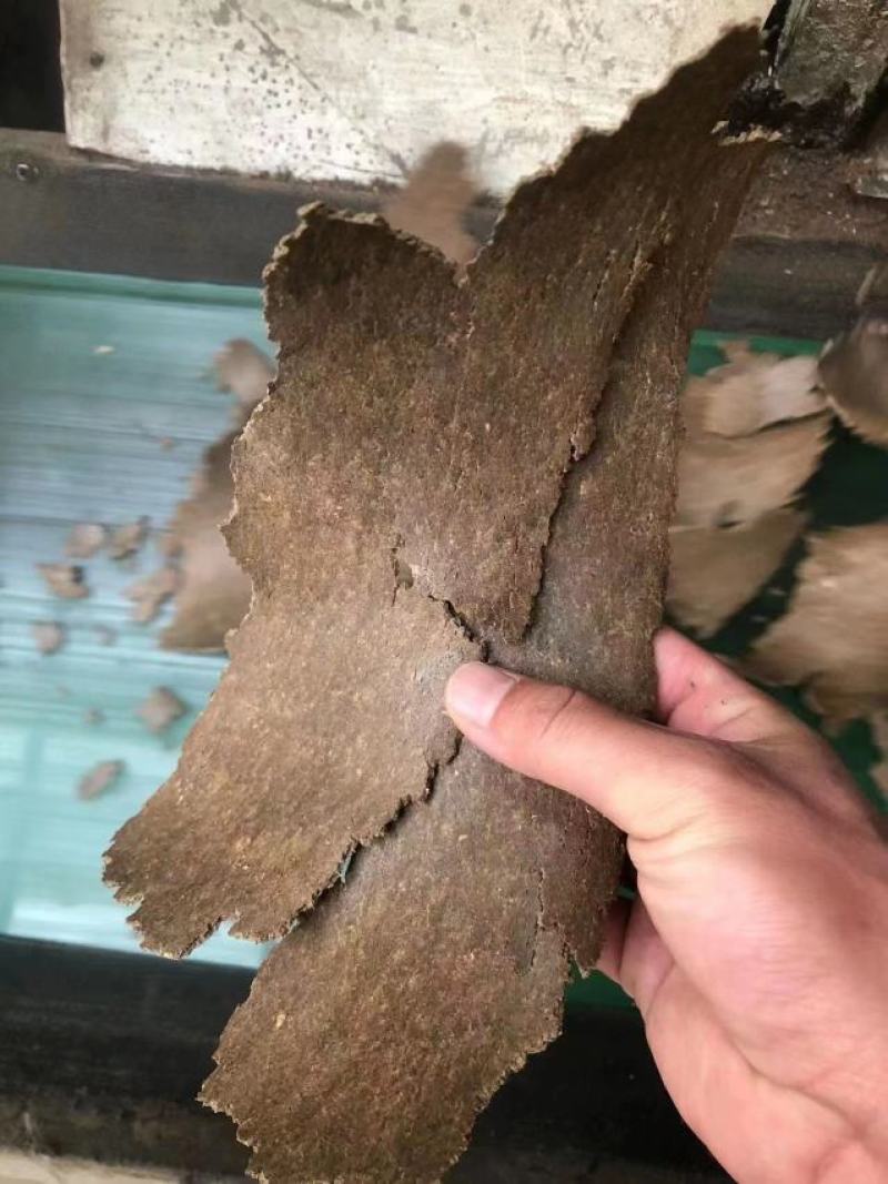 大量供应菜籽饼牛羊饲料菜籽饼质量好菜籽