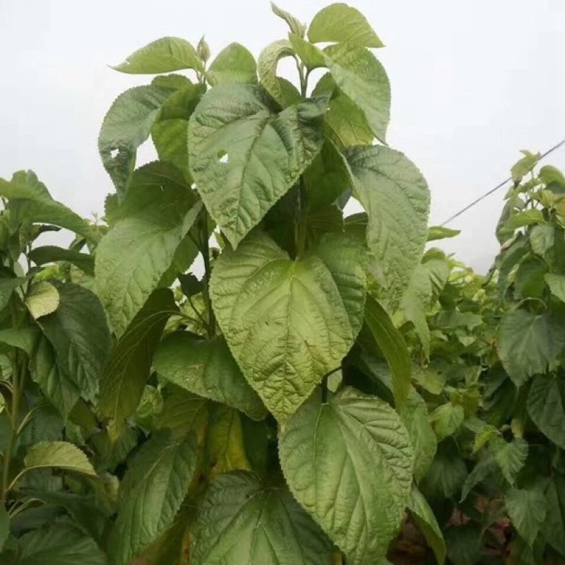 饲料桑苗