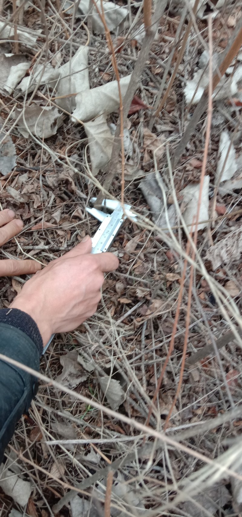 药用连翘苗基地，1——3年苗，量大从优。