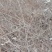 药用连翘苗基地，1——3年苗，量大从优。