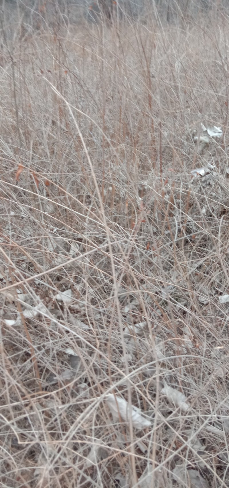 药用连翘苗基地，1——3年苗，量大从优。