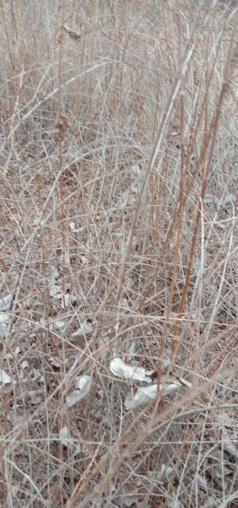 药用连翘苗基地，1——3年苗，量大从优。