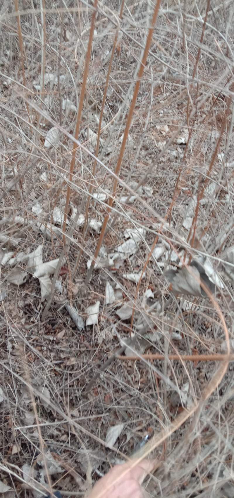 药用连翘苗基地，1——3年苗，量大从优。
