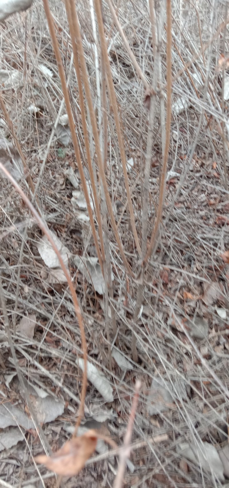 药用连翘苗基地，1——3年苗，量大从优。
