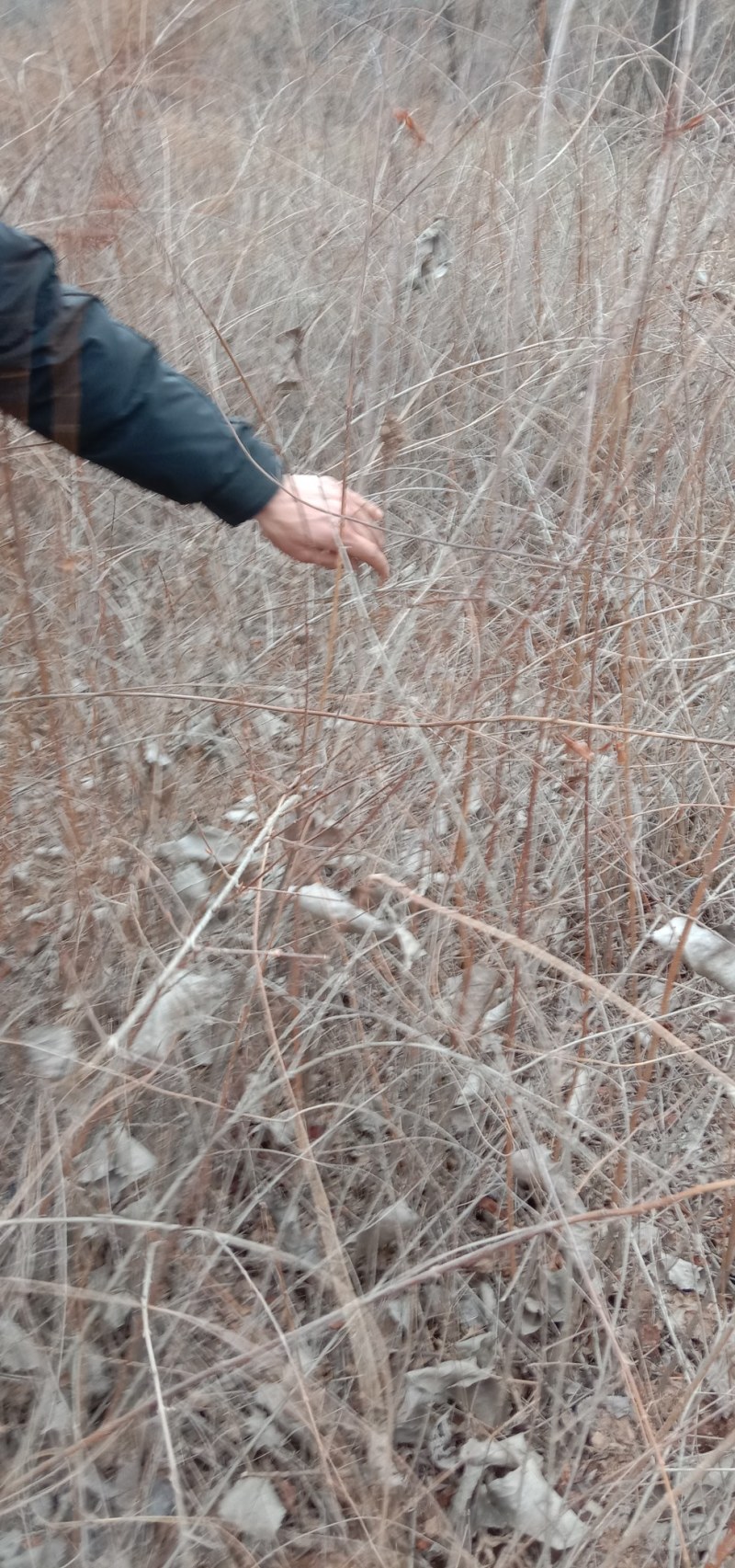 药用连翘苗基地，1——3年苗，量大从优。