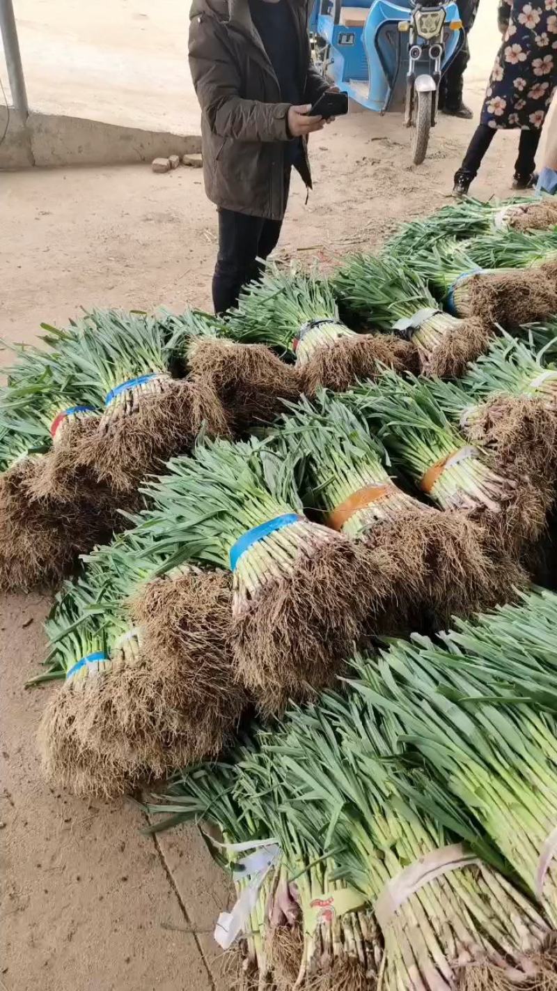 红根蒜苗产地看货论价保质保量，24小时在线服务