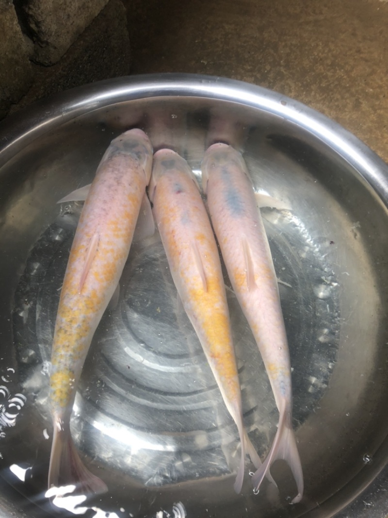 金草鱼、金丝草鱼