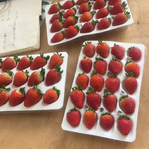 云南蒙特瑞草莓产地直发一手货源，可视频，欢迎采购