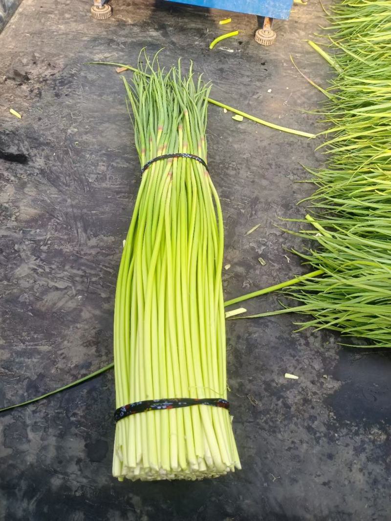 精品红帽蒜薹，蒜苔河南蒜苔鲜蒜苔大量供应欢迎来电