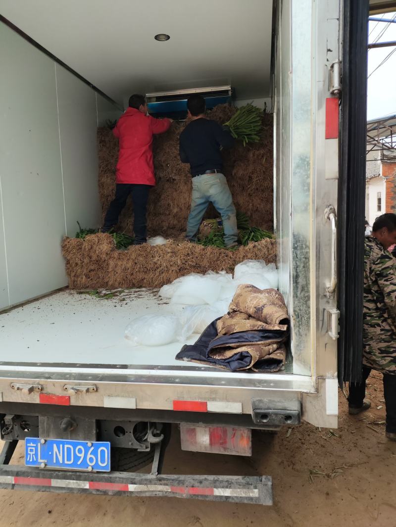 （红根蒜苗）新鲜现挖保质保量欢迎咨询订购