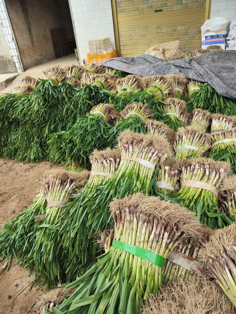 （红根蒜苗）新鲜现挖保质保量欢迎咨询订购