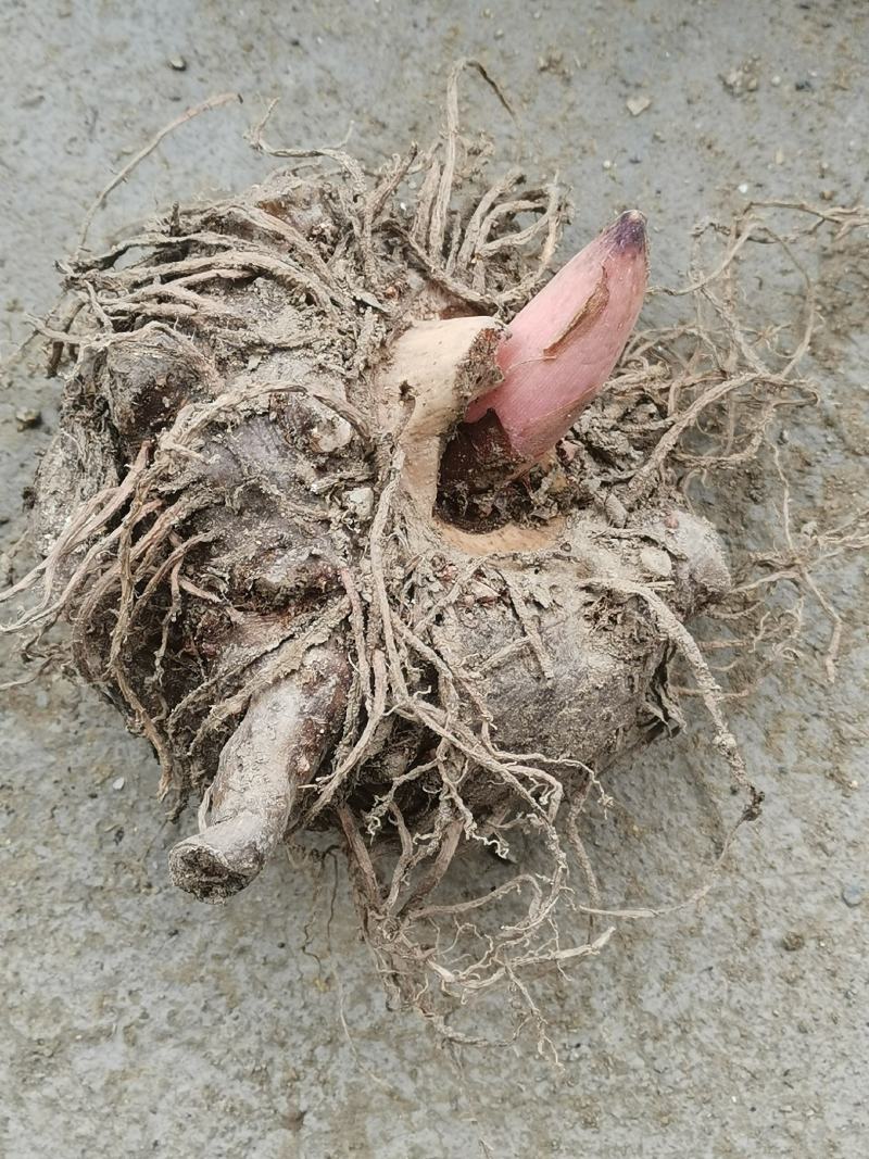 现挖新鲜魔芋魔芋种子