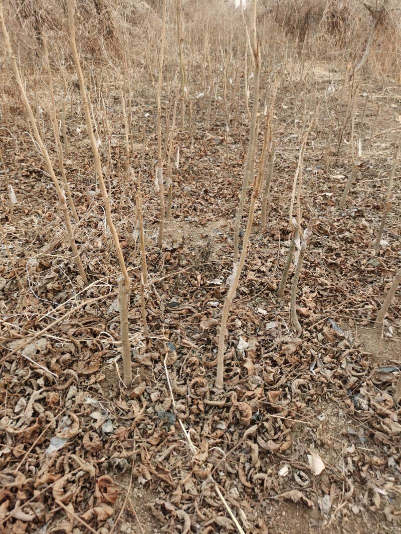 碧根果嫁接苗美国山核桃苗货源充足欢迎来电咨询选购