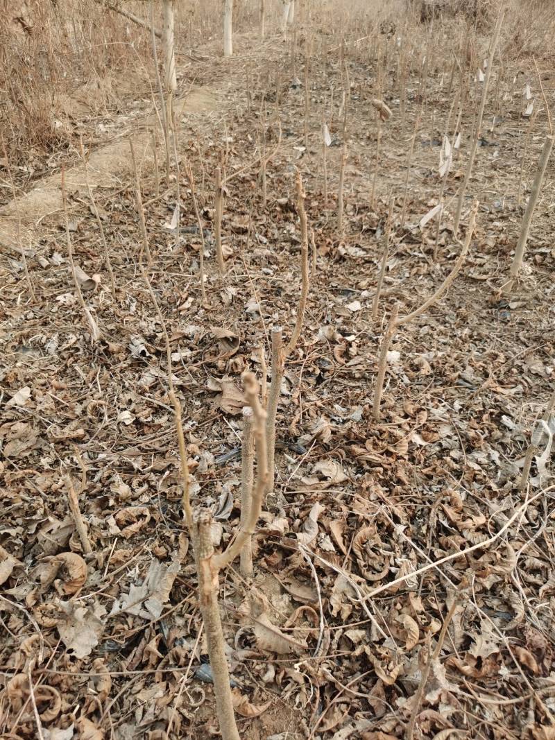 碧根果嫁接苗美国山核桃苗货源充足欢迎来电咨询选购