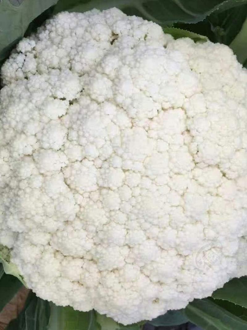 （有机花菜）大量供应保质保量价格便宜欢迎咨询订购
