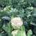 （有机花菜）大量供应保质保量价格便宜欢迎咨询订购
